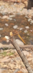 Sympetrum gilvum
