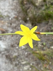 Bobartia filiformis
