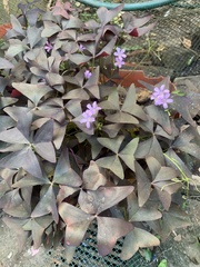Oxalis triangularis