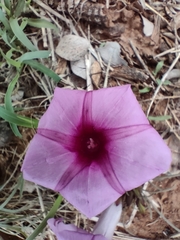 Ipomoea bolusiana