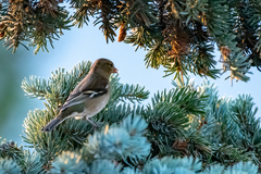 Fringilla coelebs coelebs