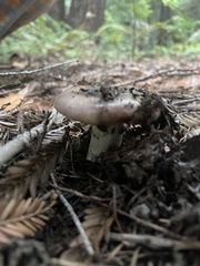 Gomphidius oregonensis