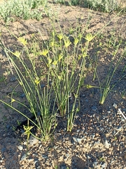 Bobartia