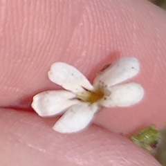 Jamesbrittenia tysonii