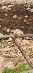 Sympetrum gilvum