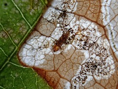 Stigmella plagicolella