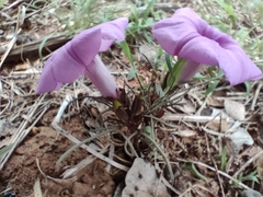 Ipomoea bolusiana