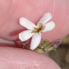 Jamesbrittenia tysonii