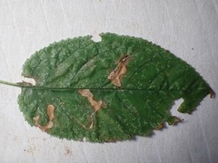 Stigmella plagicolella