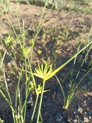 Bobartia