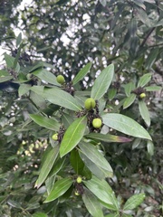 Acokanthera oppositifolia