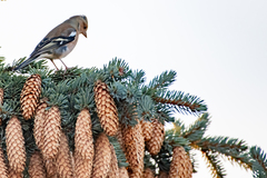 Fringilla coelebs coelebs