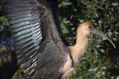 Theristicus melanopis