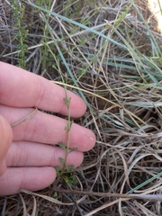 Jamesbrittenia tysonii