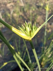 Bobartia
