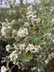 Lippia graveolens