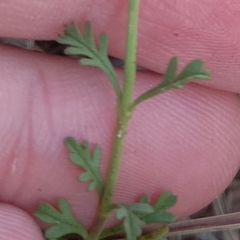 Jamesbrittenia tysonii