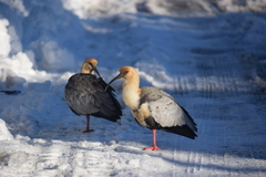 Theristicus melanopis