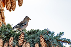 Fringilla coelebs coelebs