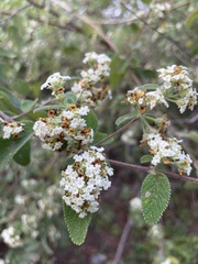 Lippia graveolens