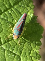 Graphocephala fennahi