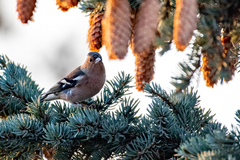 Fringilla coelebs coelebs