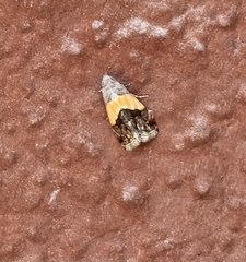 Tripudia balteata