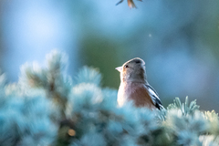 Fringilla coelebs coelebs