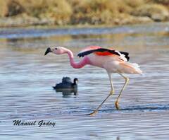 Phoenicoparrus andinus