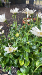 Leucanthemum maximum