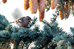 Fringilla coelebs coelebs