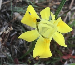 Eurytomidae