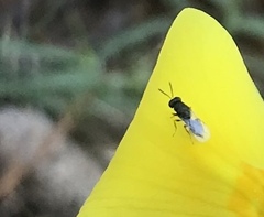 Eurytomidae