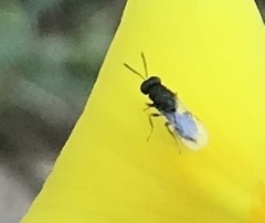 Eurytomidae