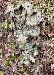 Lobariaceae