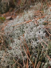 Cladonia rangiformis