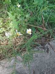 Bidens odorata
