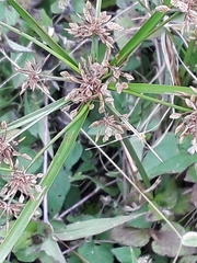 Cyperus ochraceus