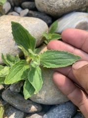 Erythranthe cardinalis