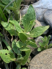 Erythranthe cardinalis