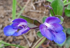 Rotheca hirsuta