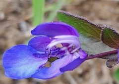 Rotheca hirsuta