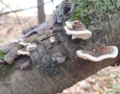 Trametes versicolor
