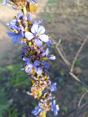 Aristea capitata