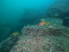 Lutjanus argentiventris