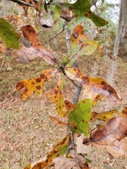 Quercus margaretiae