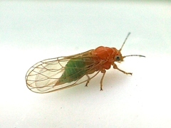 Cacopsylla