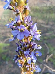 Aristea capitata