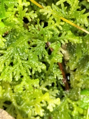 Trichocolea tomentella