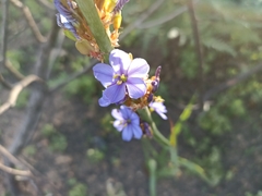 Aristea capitata
